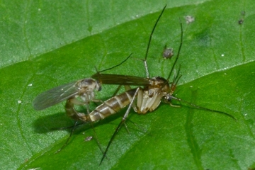 Stigmatomeria crassicornis