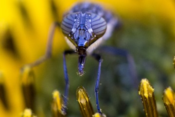 Stomorhina lunata