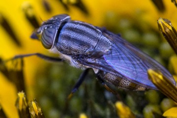 Stomorhina lunata