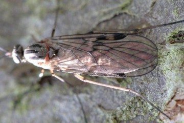Sylvicola fuscatus