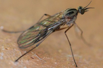 Sylvicola fuscatus