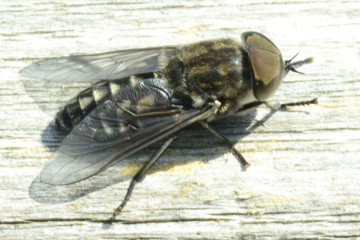 Tabanus autumnalis