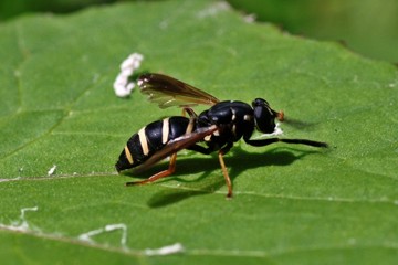 Hummel-Moderholzschwebfliege