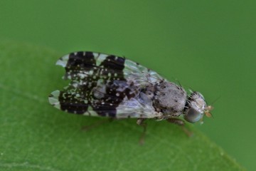 Tephritis formosa