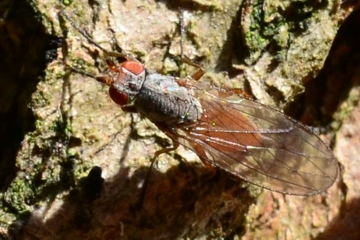 Tephrochlamys rufiventris