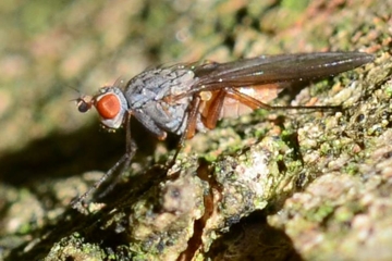 Tephrochlamys rufiventris