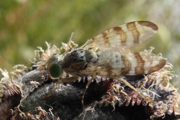 Terellia ceratocera