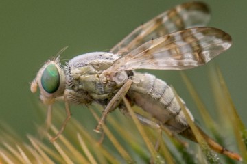 Insektenbox Terellia tussilaginis 2