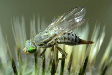 Terellia longicauda