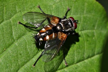 Thelaira nigripes