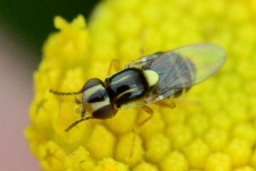 Thaumatomyia glabra