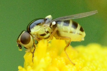 Thaumatomyia glabra