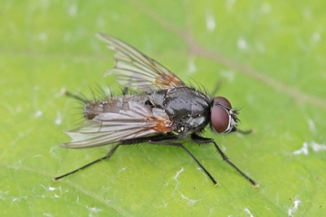 Thricops nigrifrons