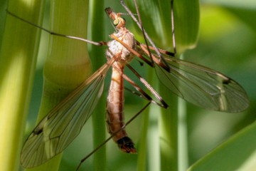 Tipula fascipennis