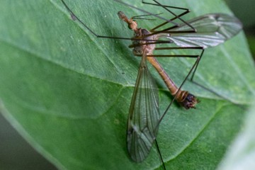 Tipula fascipennis