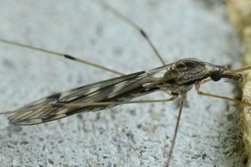 Tipula rufina