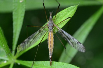 Tipula scripta