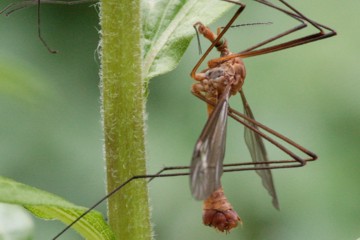 Tipula cava