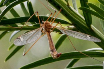 Tipula cava