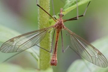 Tipula cava