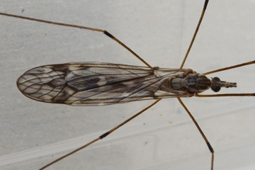 Tipula confusa