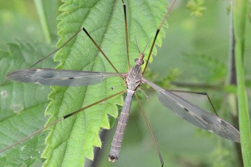 Tipula fulvipennis