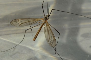 Tipula pagana