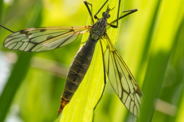 Tipula varipennis