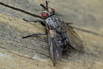 Triarthria setipennis