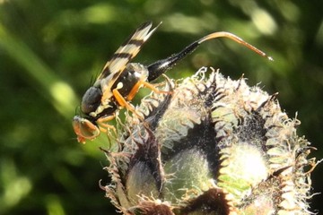 Urophora cuspidata