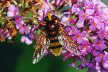 Hornissen-Schwebfliege