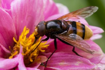 Hornissen-Schwebfliege