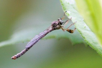 Wald-Schlankfliege