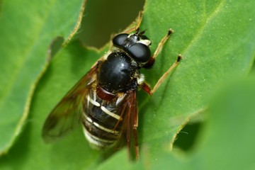 Weißband-Torfschwebfliege