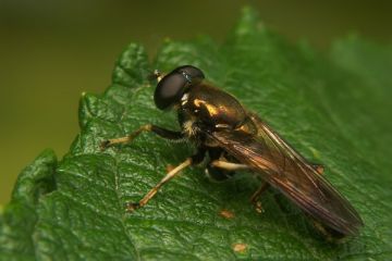 Gemeine Langbauchschwebfliege