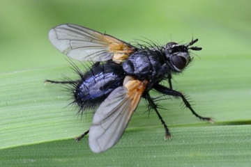 Zophomyia temula